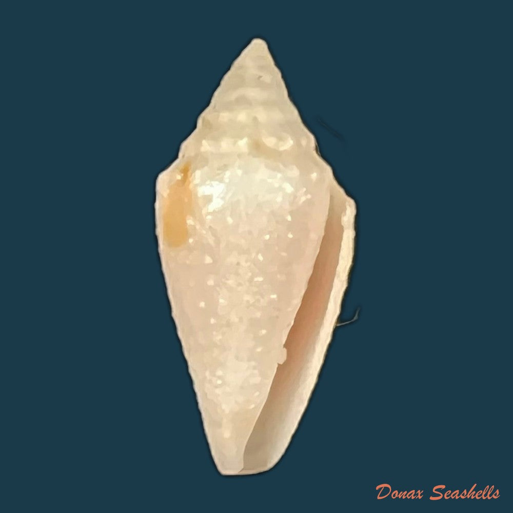 conus-julieandreae-cargile-1995-23-1mm-copia