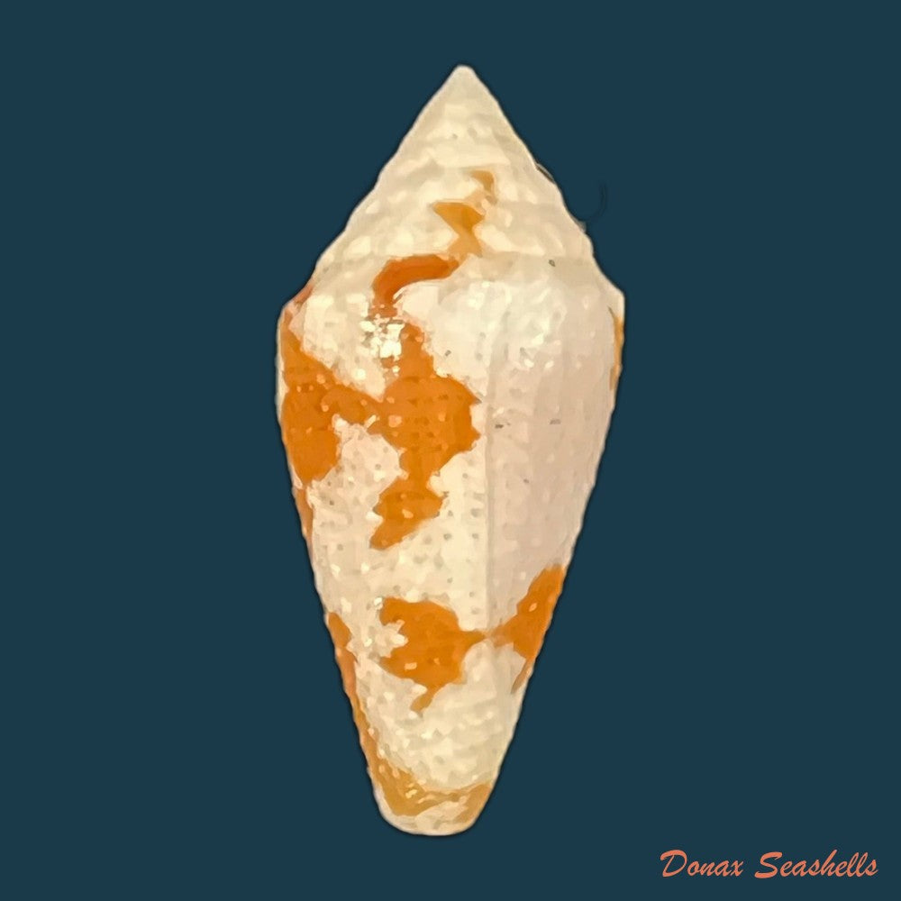 conus-kevani-petuch-1987-32-3mm-copia