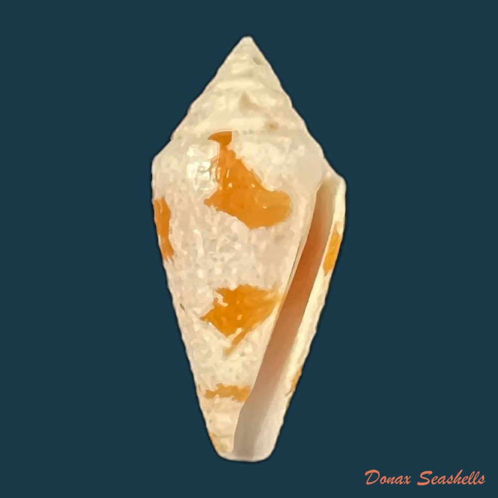 conus-kevani-petuch-1987-32-3mm-copia