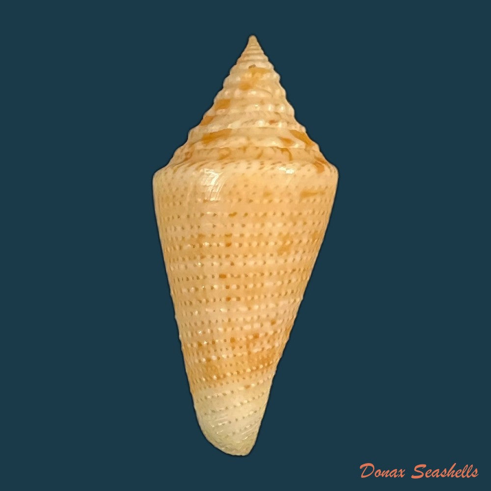 conus-kevani-petuch-1987-32-6mm-copia