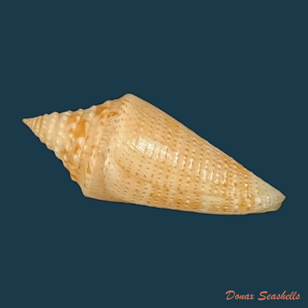 conus-kevani-petuch-1987-32-6mm-copia