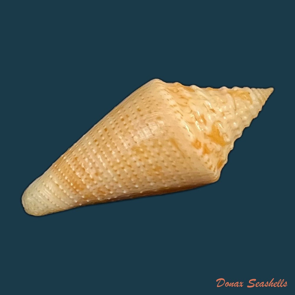 conus-kevani-petuch-1987-32-6mm-copia