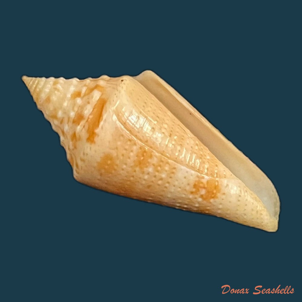 conus-kevani-petuch-1987-32-6mm-copia
