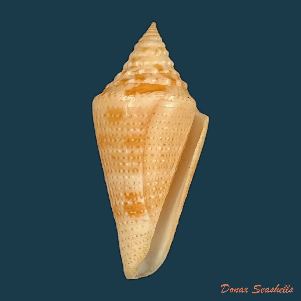 conus-kevani-petuch-1987-32-6mm-copia