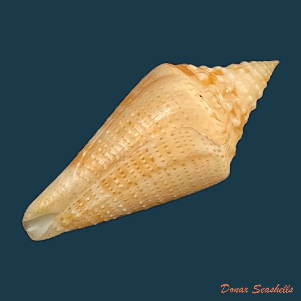 conus-kevani-petuch-1987-32-6mm-copia
