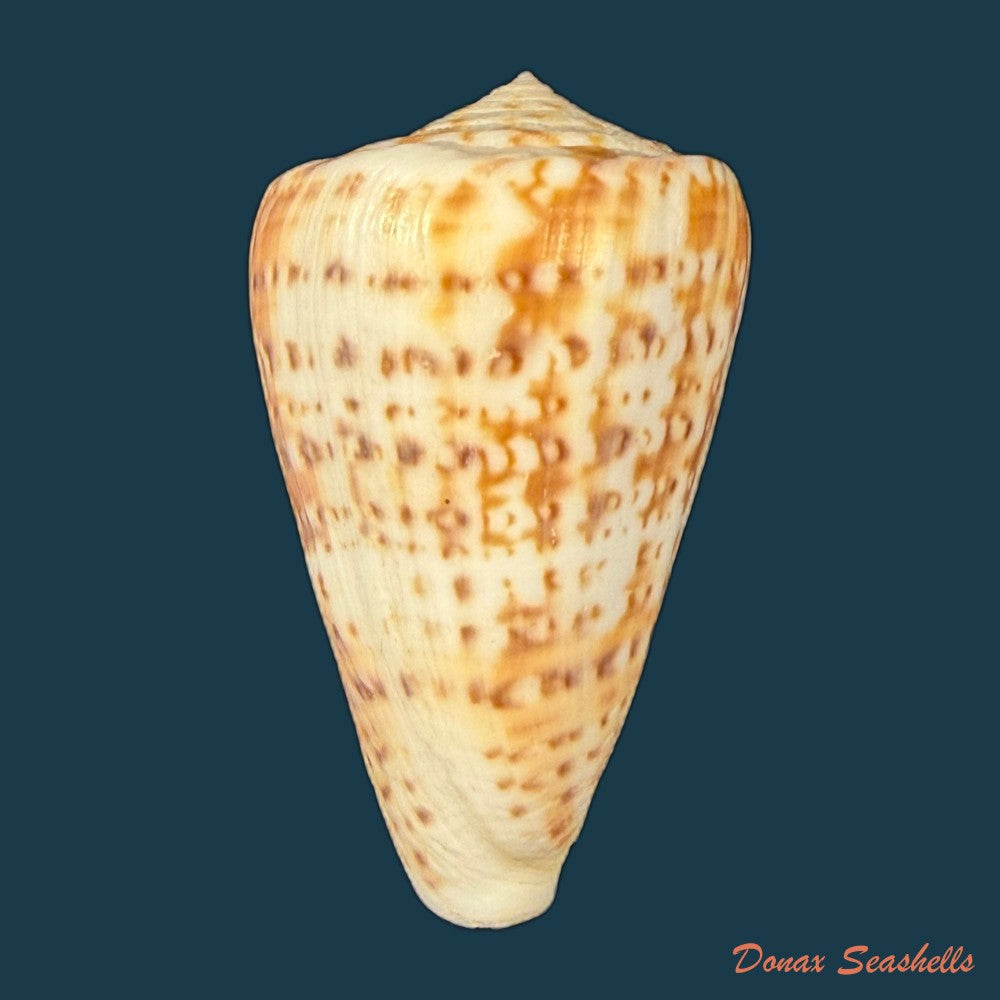 conus-lemniscatus-reeve-1849-46-9mm-copia
