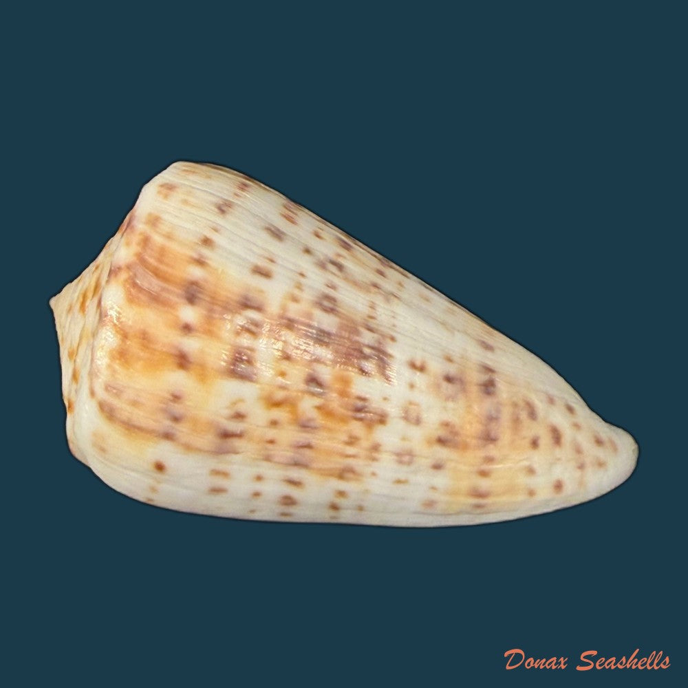 conus-lemniscatus-reeve-1849-46-9mm-copia