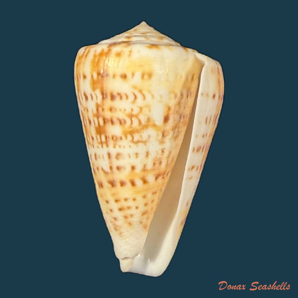 conus-lemniscatus-reeve-1849-46-9mm-copia