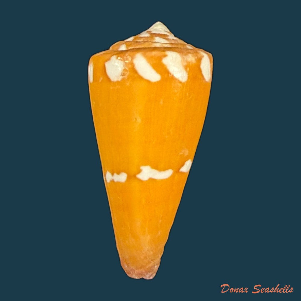conus-litoglyphus-hwass-1792-35-9mm-copia