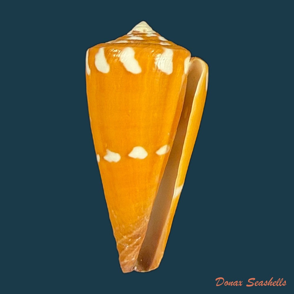 conus-litoglyphus-hwass-1792-35-9mm-copia