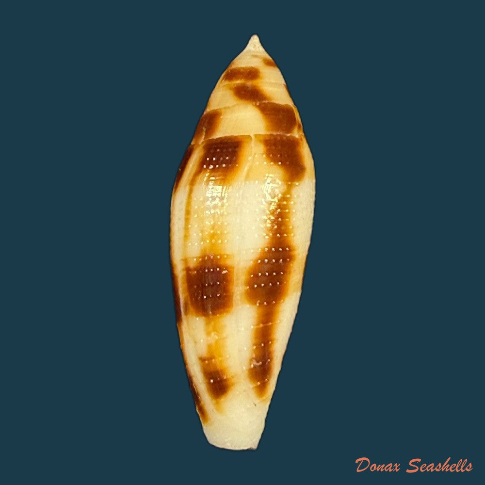 conus-mitratus-hwass-1792-23-6mm-copia