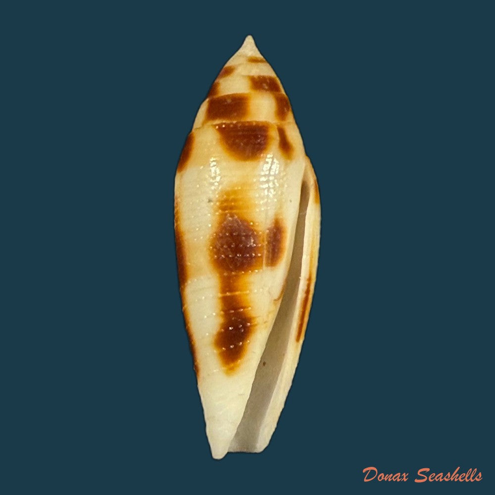 conus-mitratus-hwass-1792-23-6mm-copia