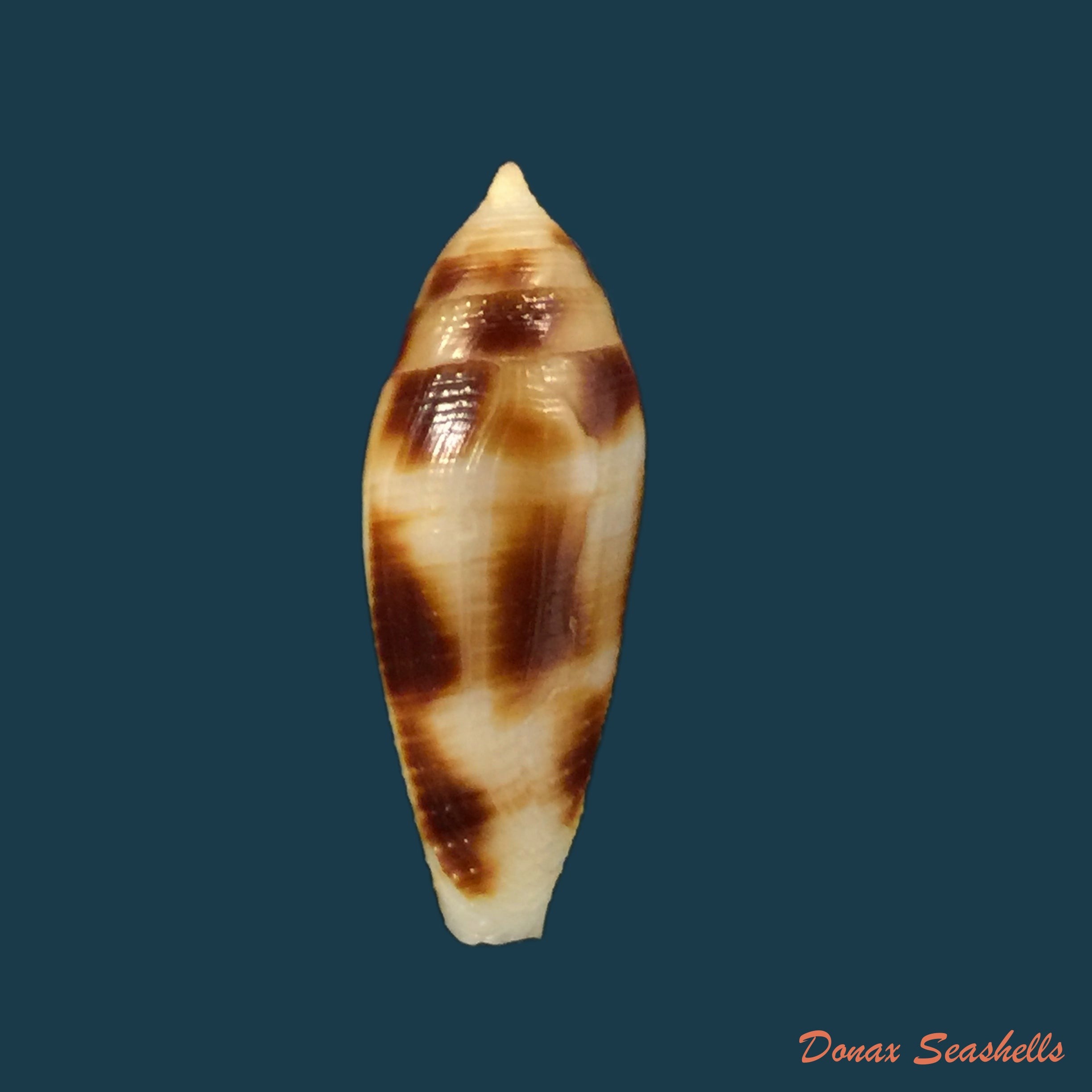 conus-mitratus-hwass-1792
