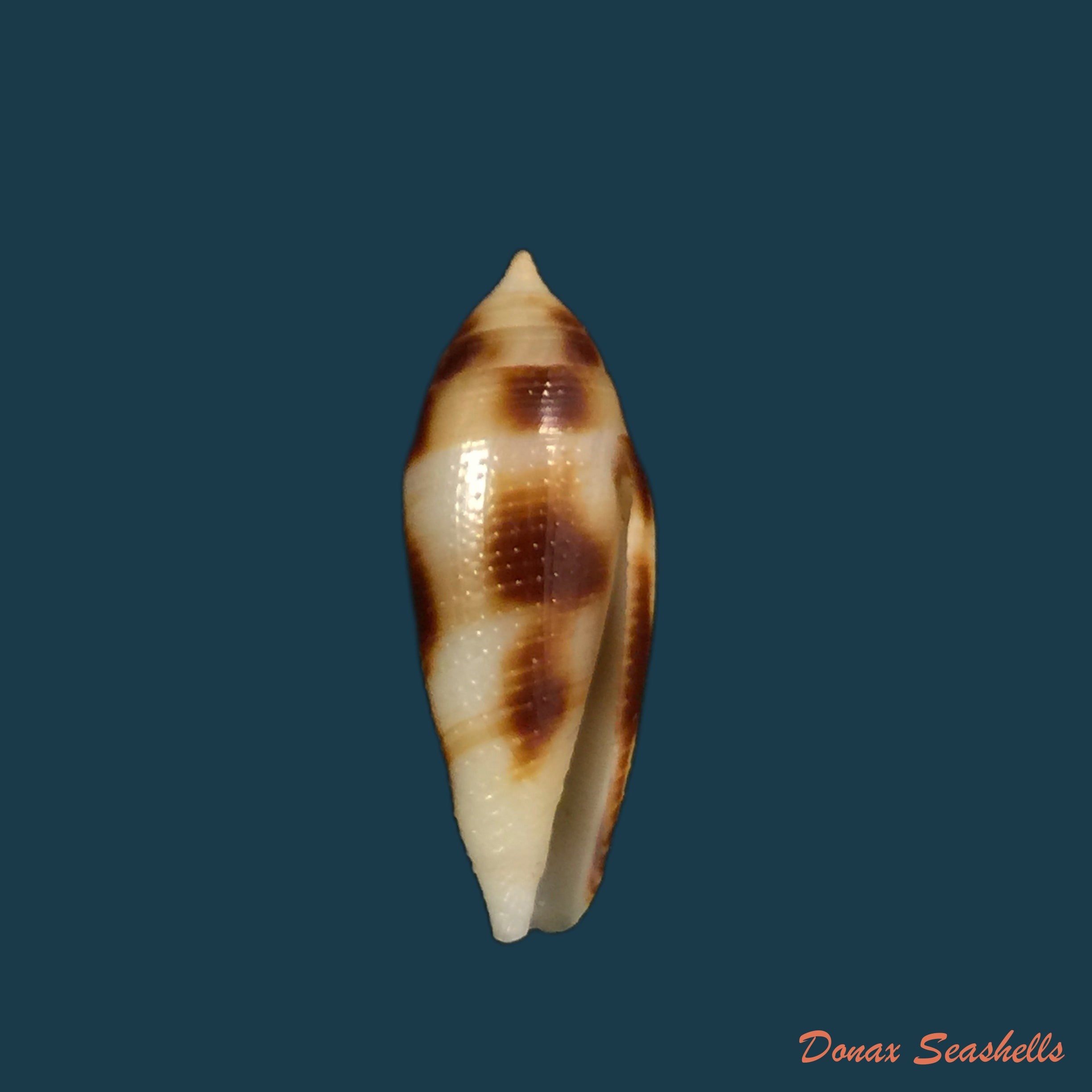 conus-mitratus-hwass-1792