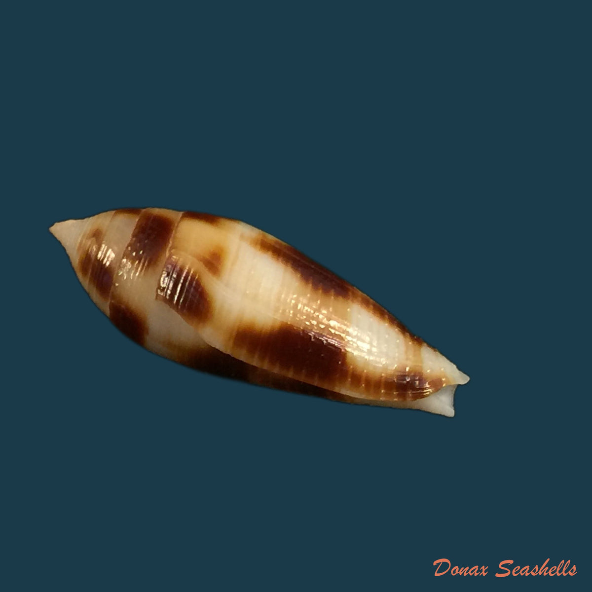 conus-mitratus-hwass-1792