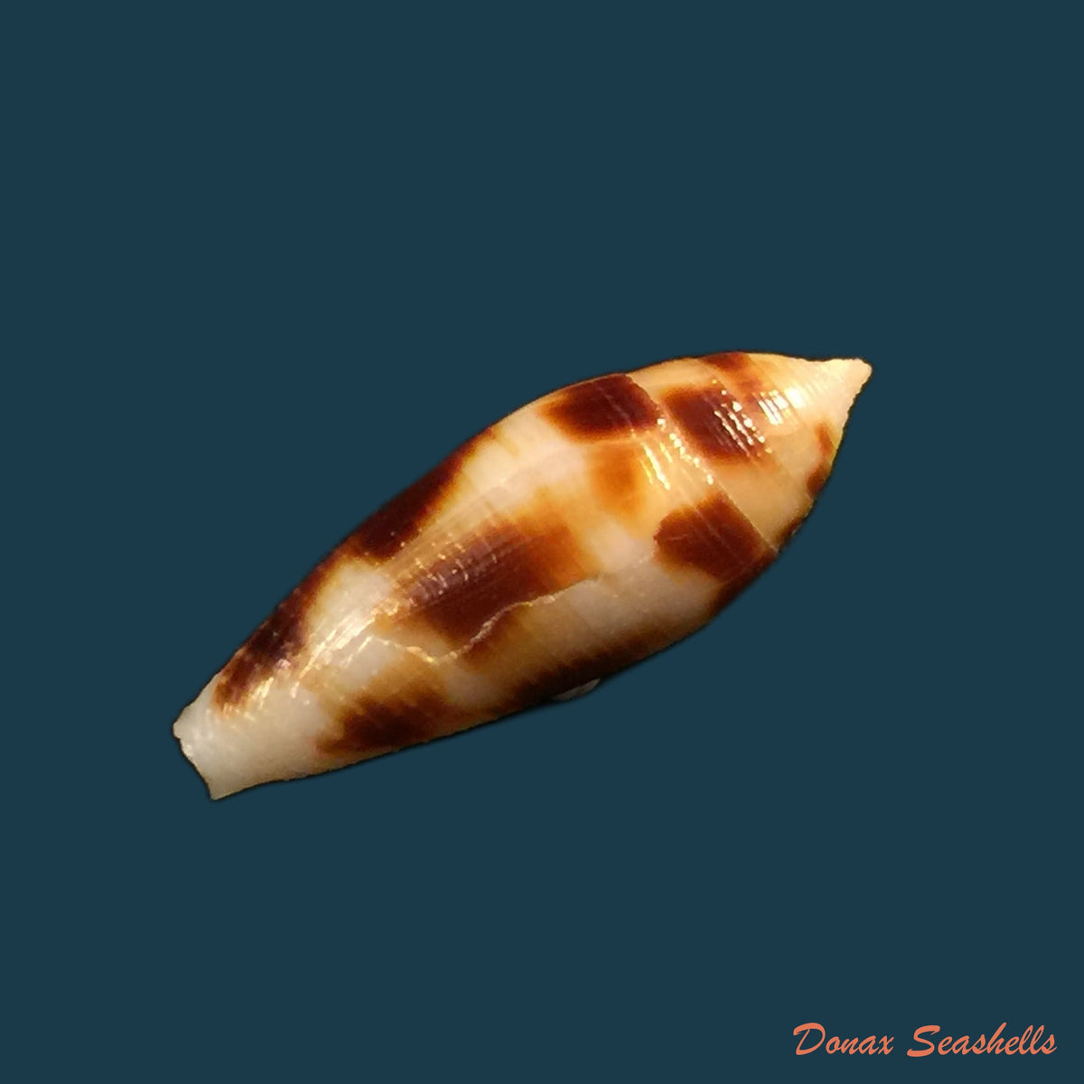 conus-mitratus-hwass-1792