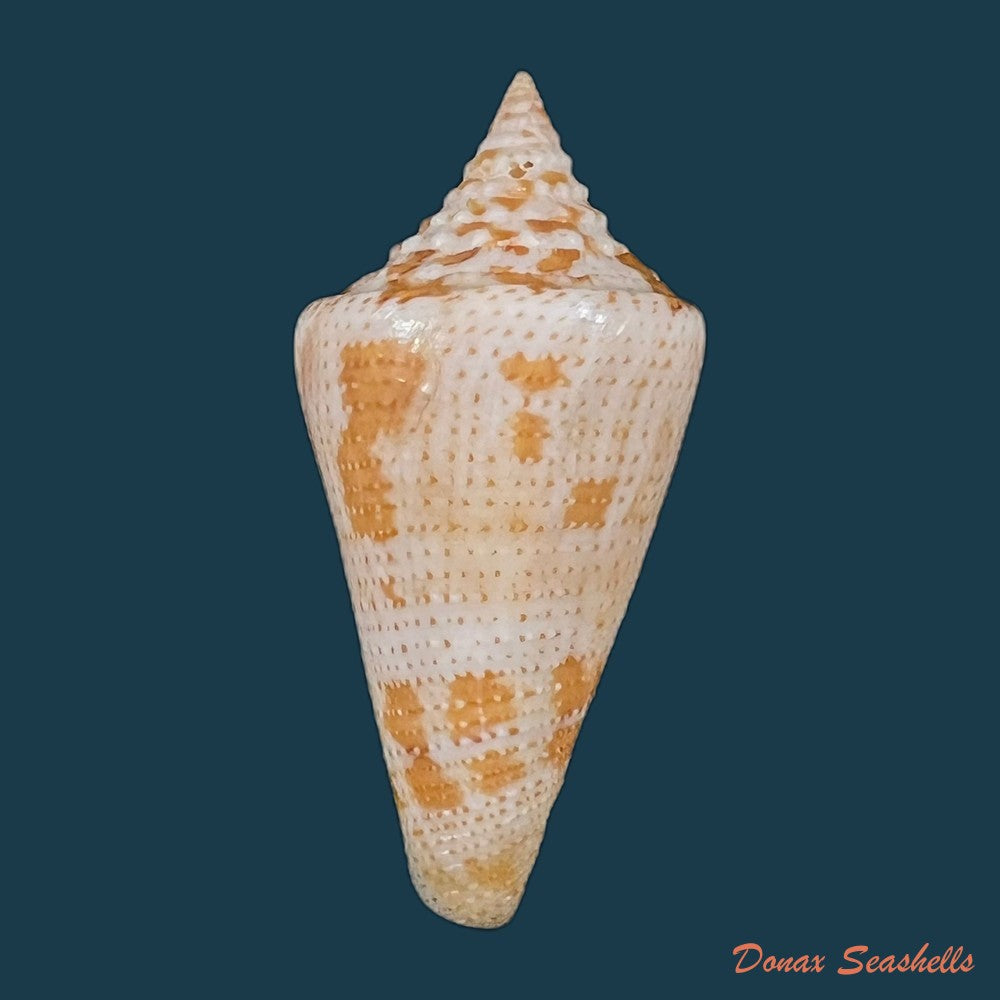 conus-paraguana-petuch-1987-28-4mm-copia