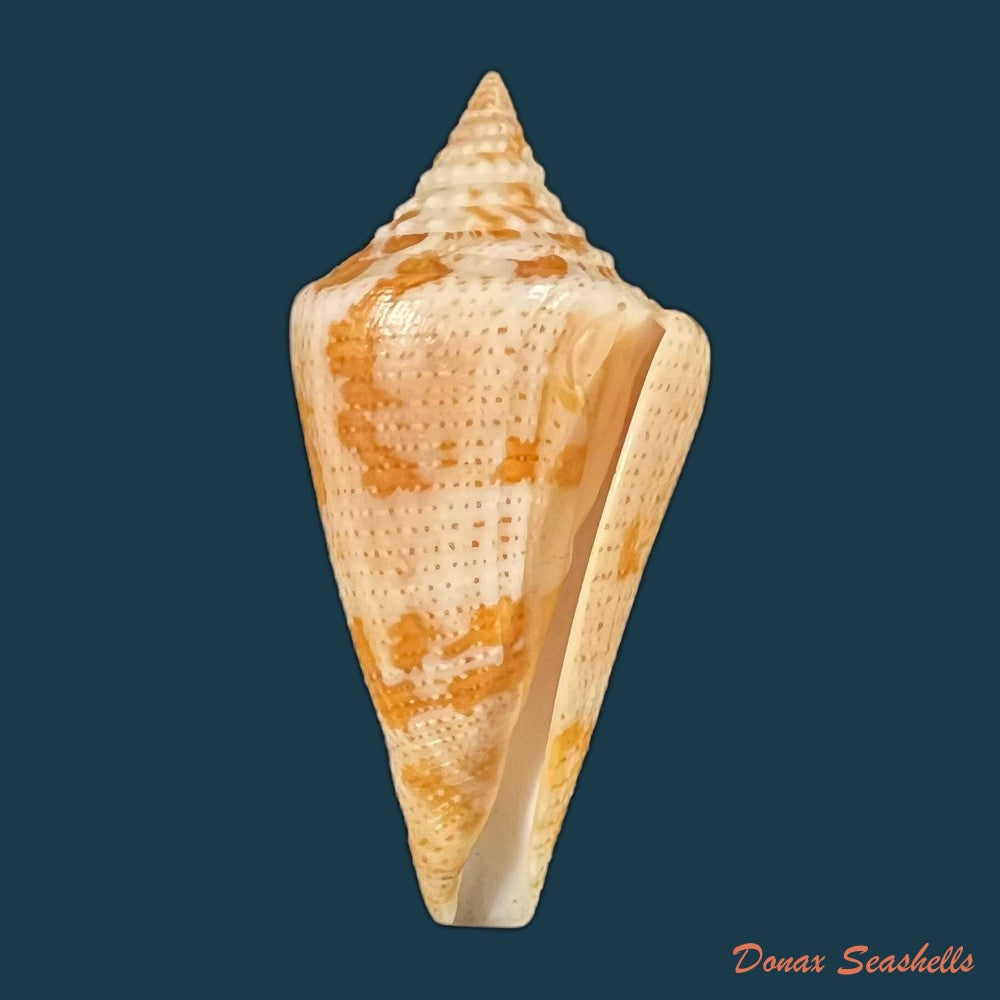 conus-paraguana-petuch-1987-28-4mm-copia