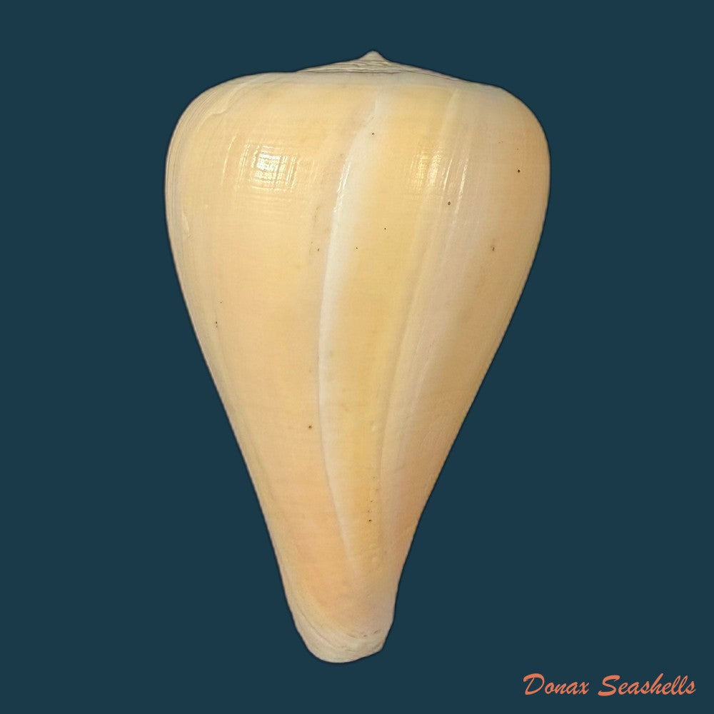 conus-patricius-hinds-1843-67-8mm-copia