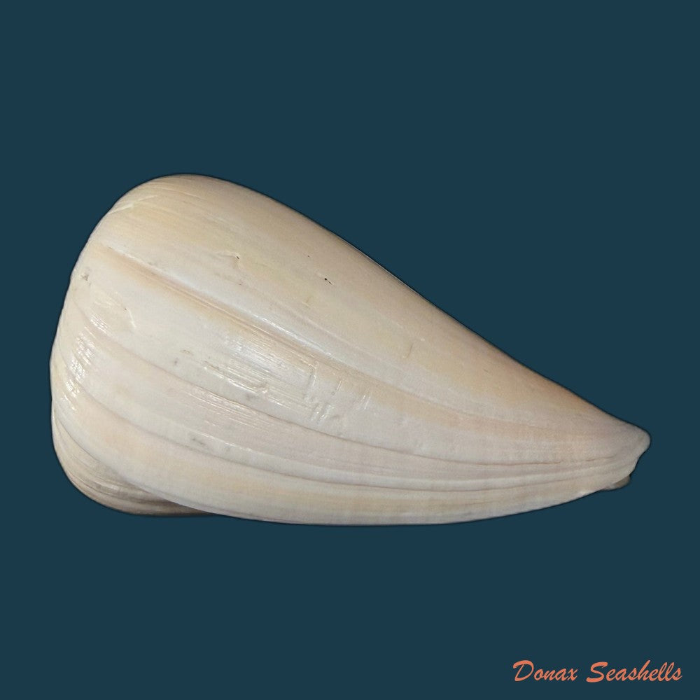 conus-patricius-hinds-1843-67-8mm-copia