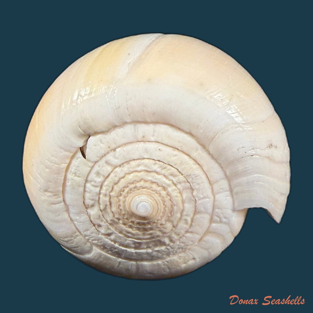 conus-patricius-hinds-1843-67-8mm-copia