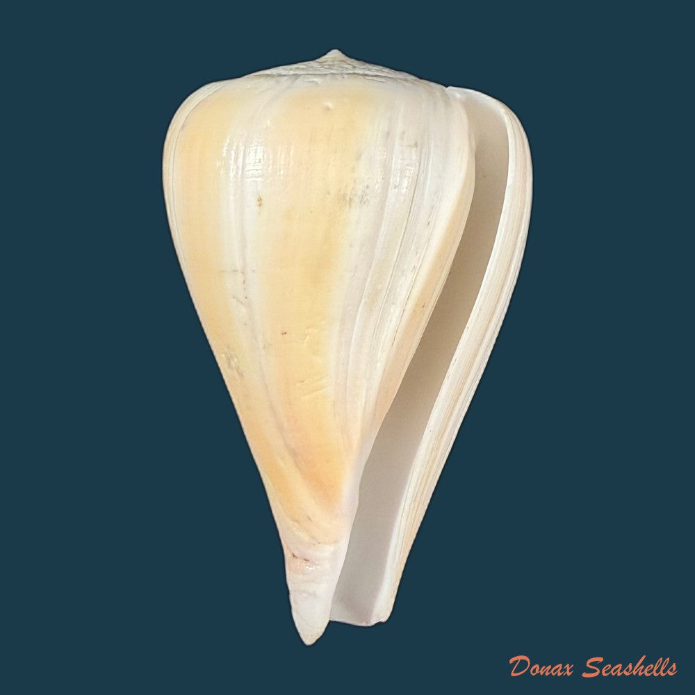 conus-patricius-hinds-1843-67-8mm-copia