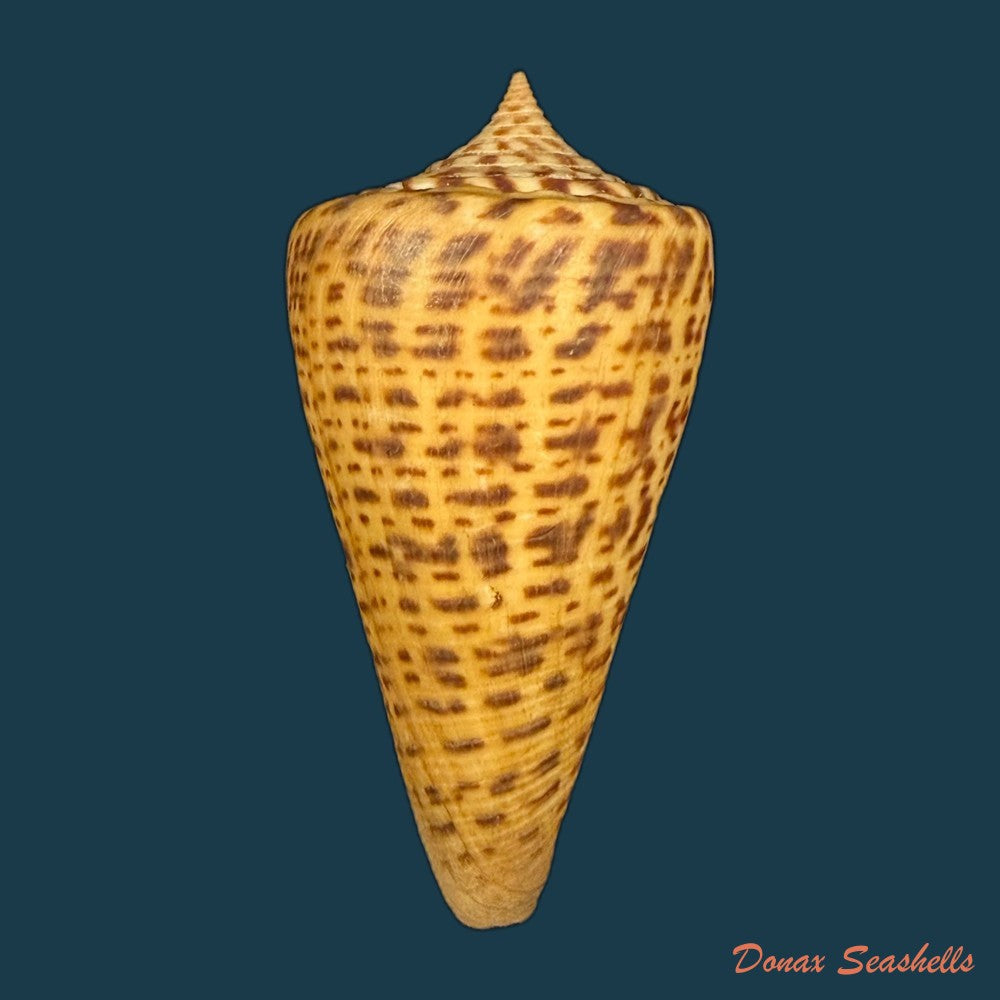 conus-peterstimpsoni-t-cossignani-allary-2021-74mm-copia