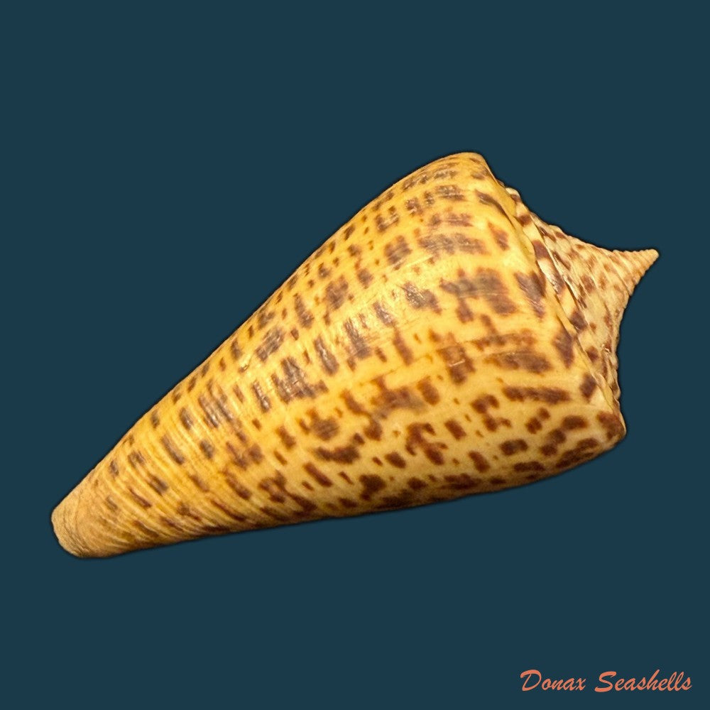 conus-peterstimpsoni-t-cossignani-allary-2021-74mm-copia