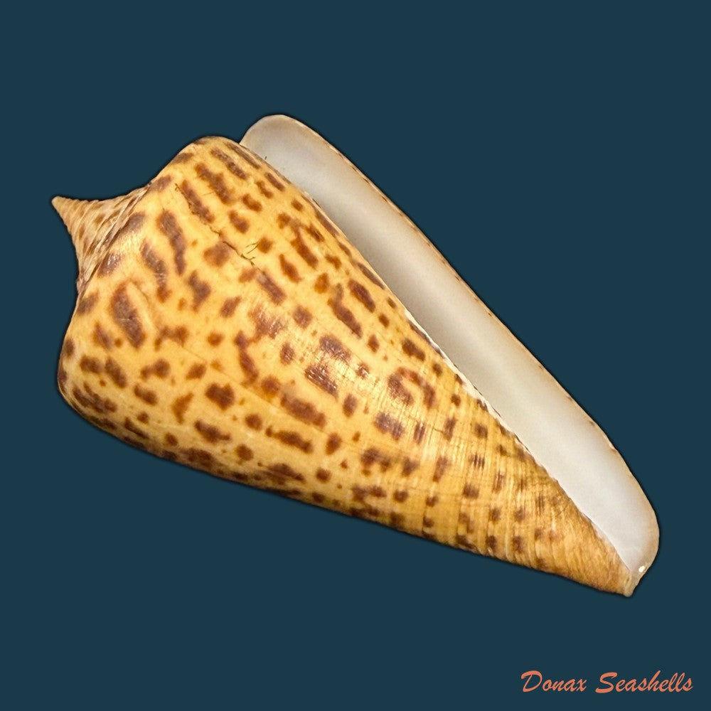 conus-peterstimpsoni-t-cossignani-allary-2021-74mm-copia