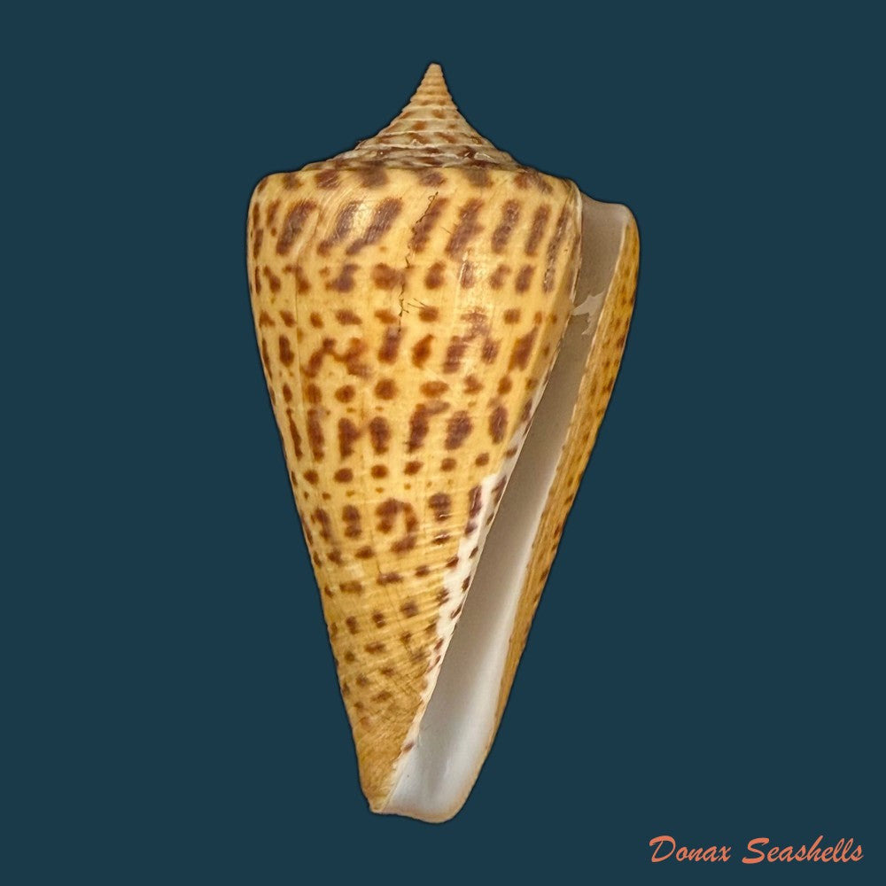 conus-peterstimpsoni-t-cossignani-allary-2021-74mm-copia