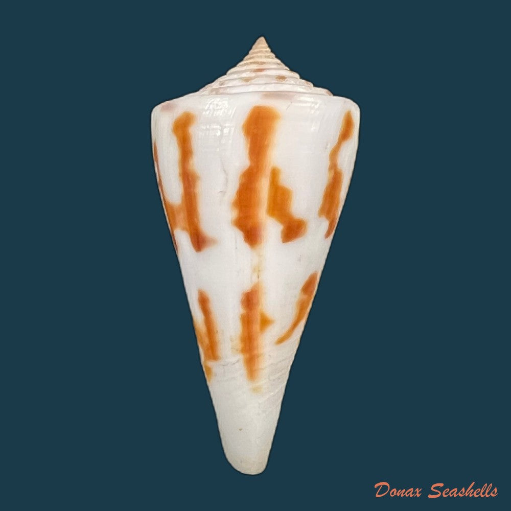conus-poormani-s-s-berry-1968-45-7mm-copia