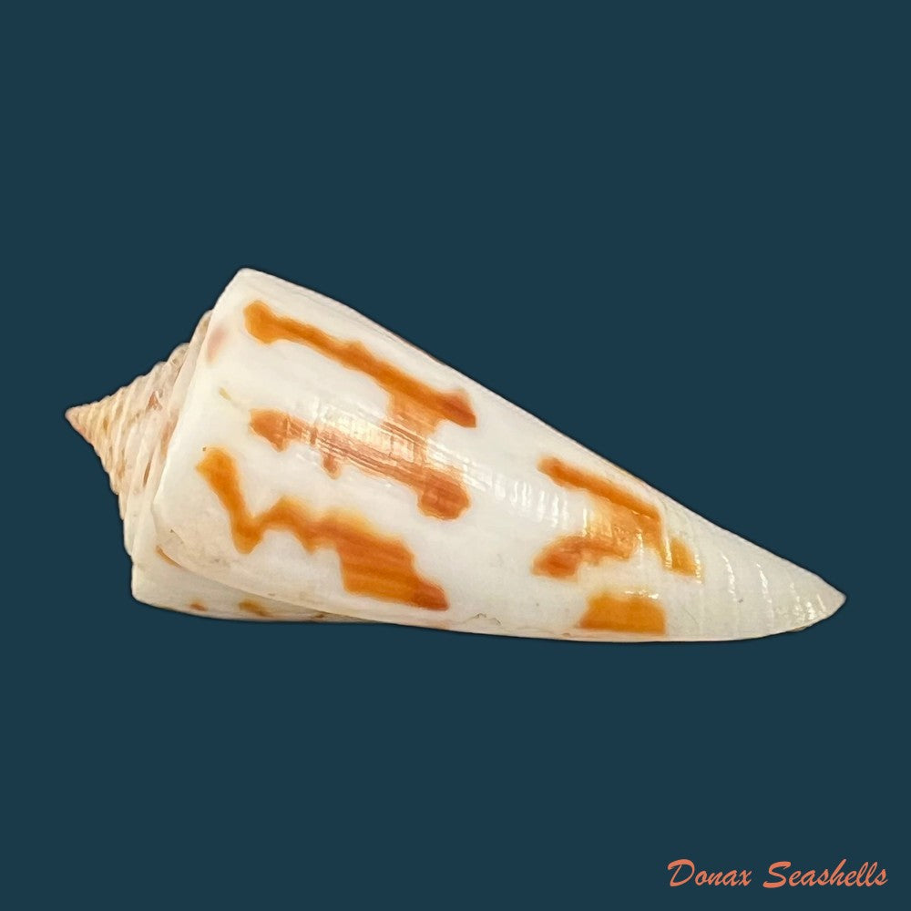 conus-poormani-s-s-berry-1968-45-7mm-copia