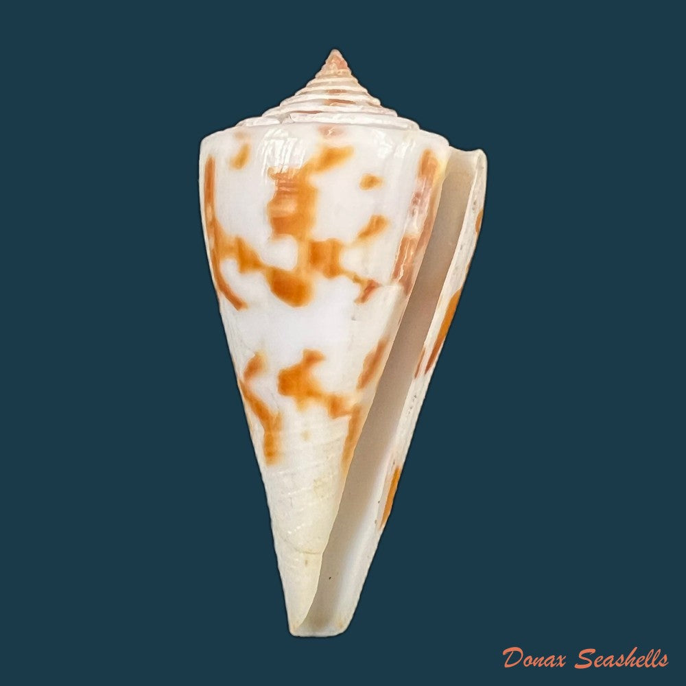 conus-poormani-s-s-berry-1968-45-7mm-copia