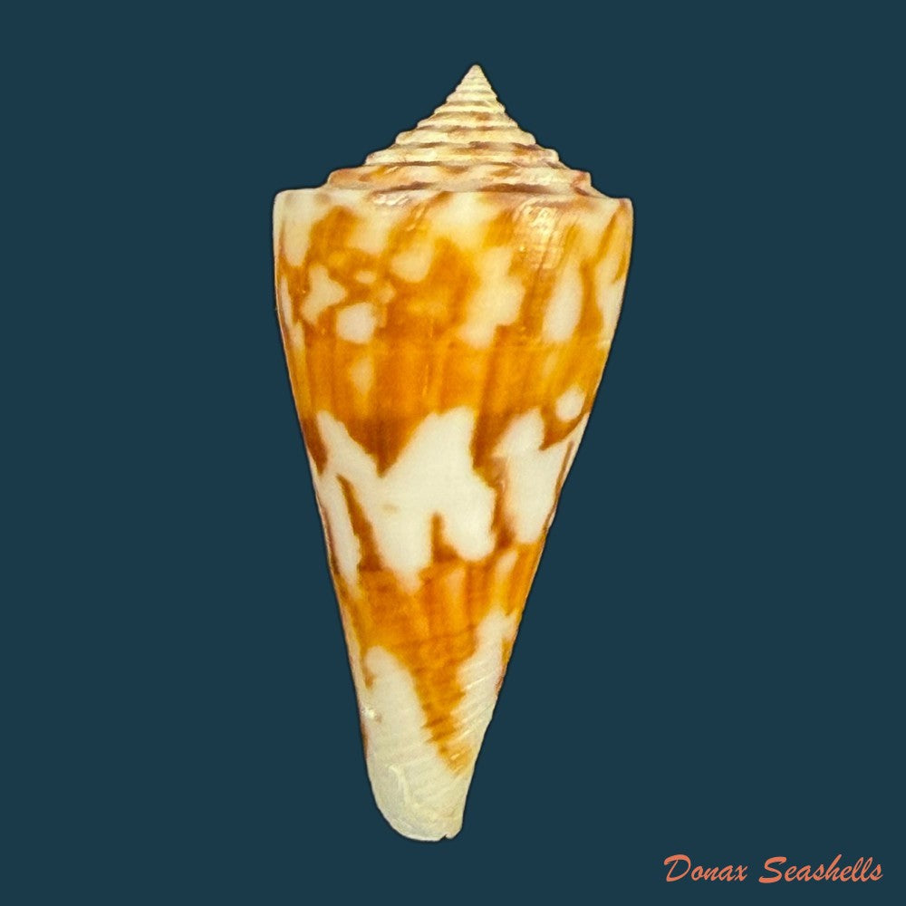 conus-poormani-s-s-berry-1968-52-6mm-copia