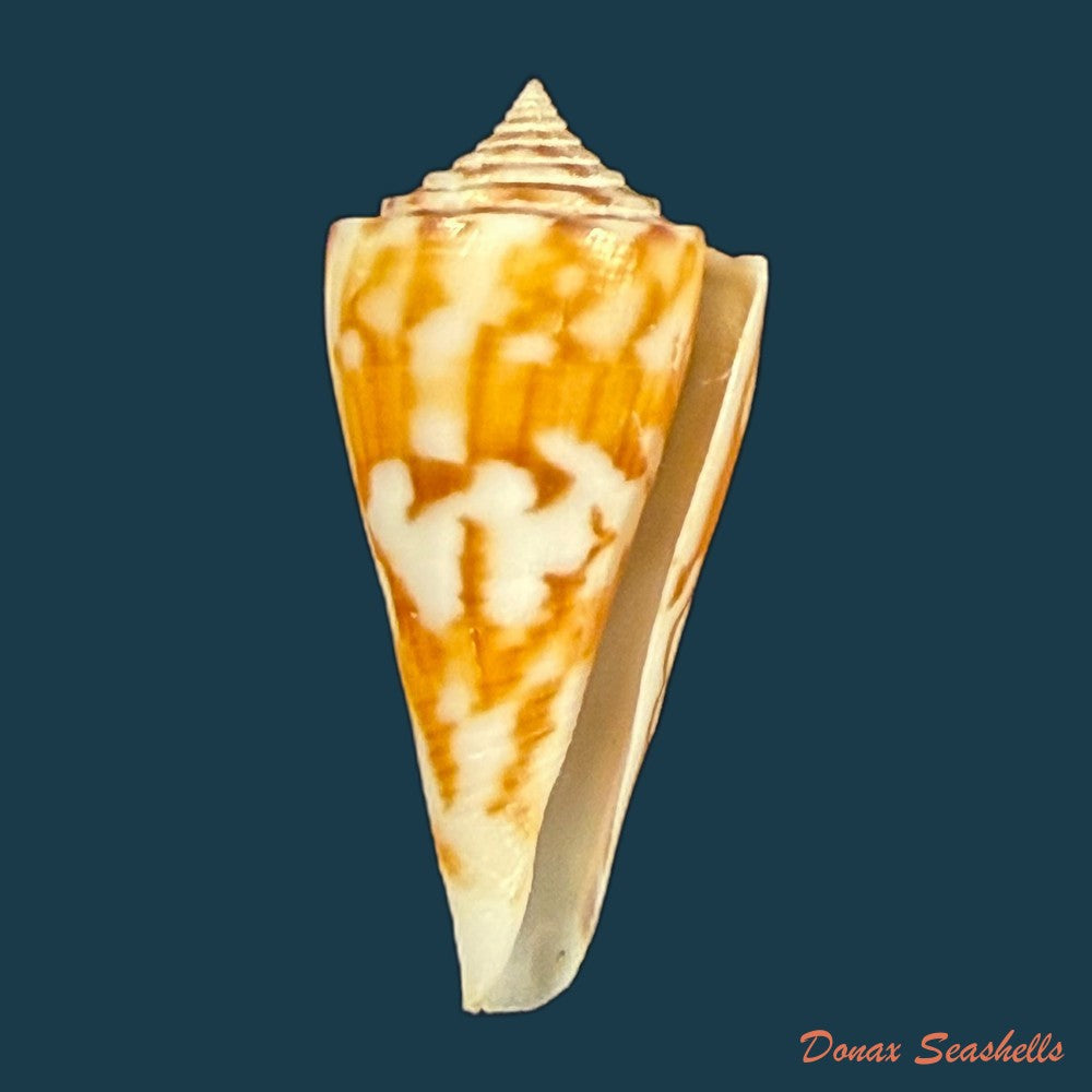 conus-poormani-s-s-berry-1968-52-6mm-copia