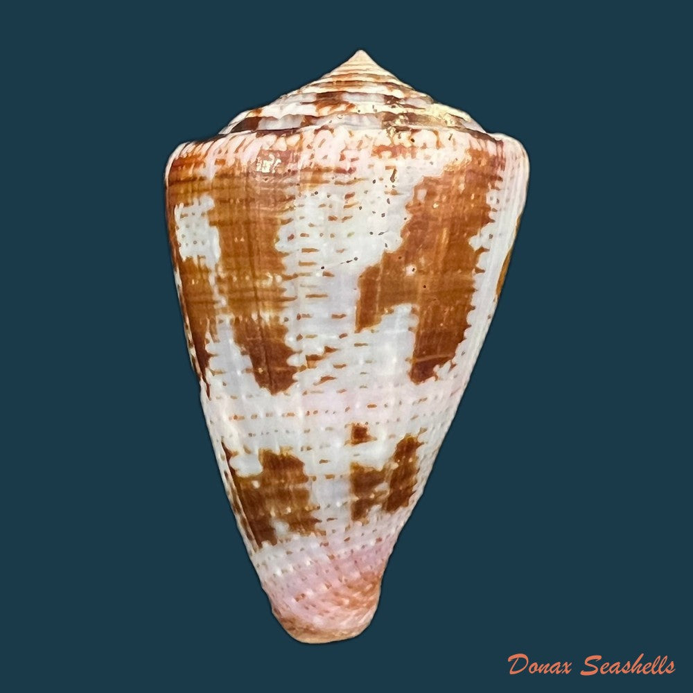 conus-purpurascens-sowerby-1833-40-7mm-copia