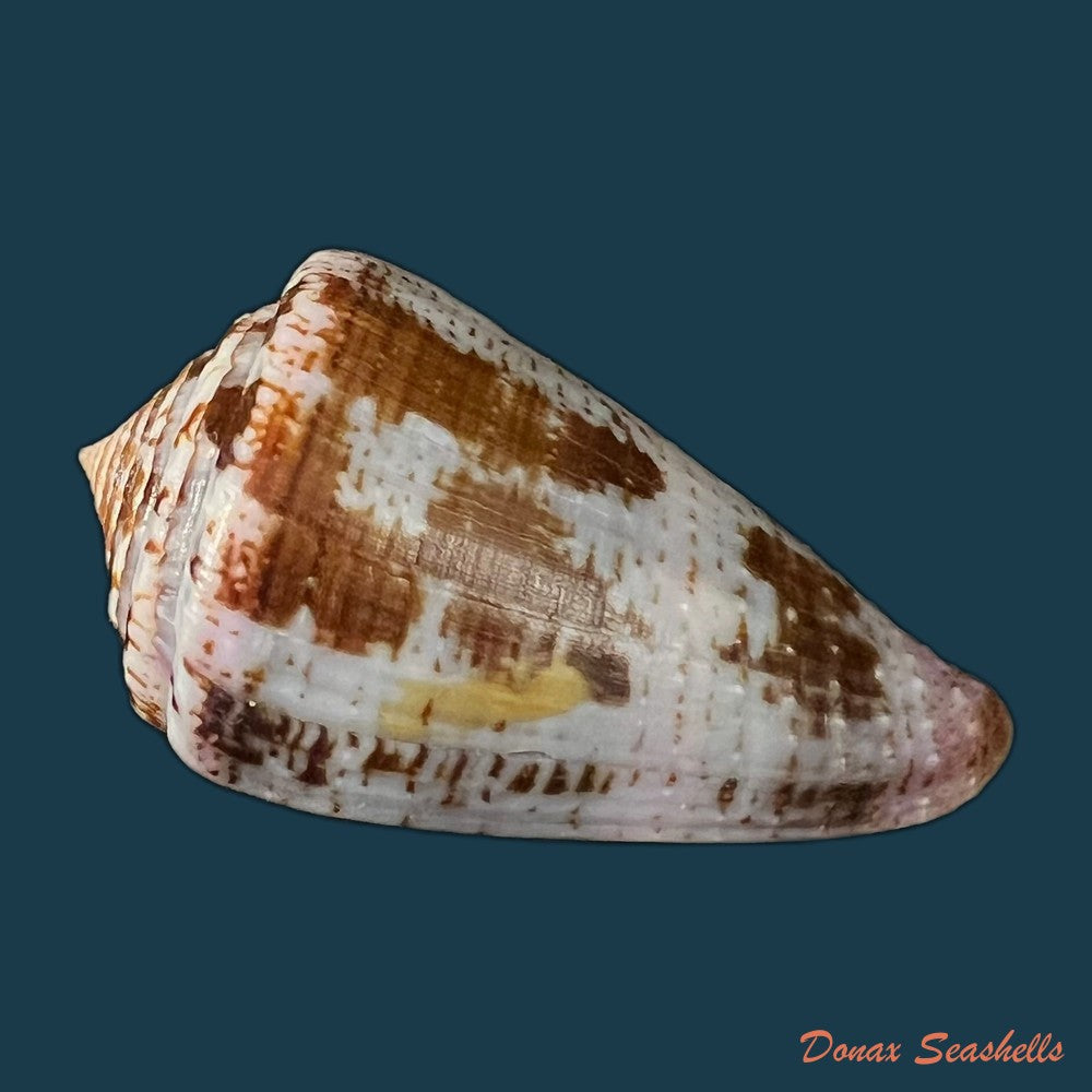 conus-purpurascens-sowerby-1833-40-7mm-copia