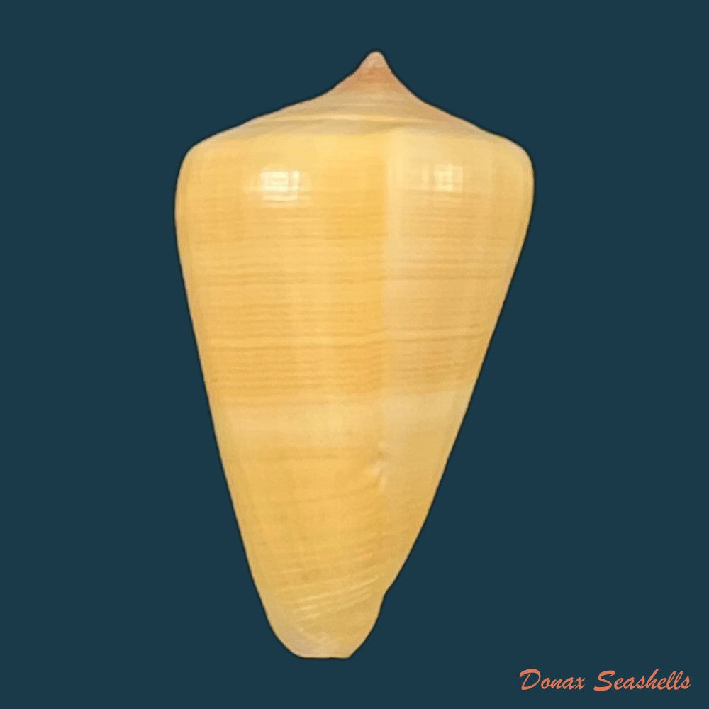conus-quercinus-lightfoot-1786-52-9mm-copia