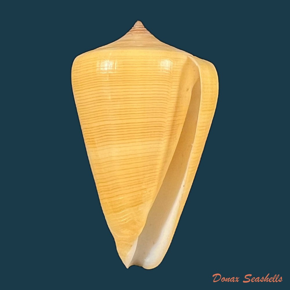 conus-quercinus-lightfoot-1786-52-9mm-copia