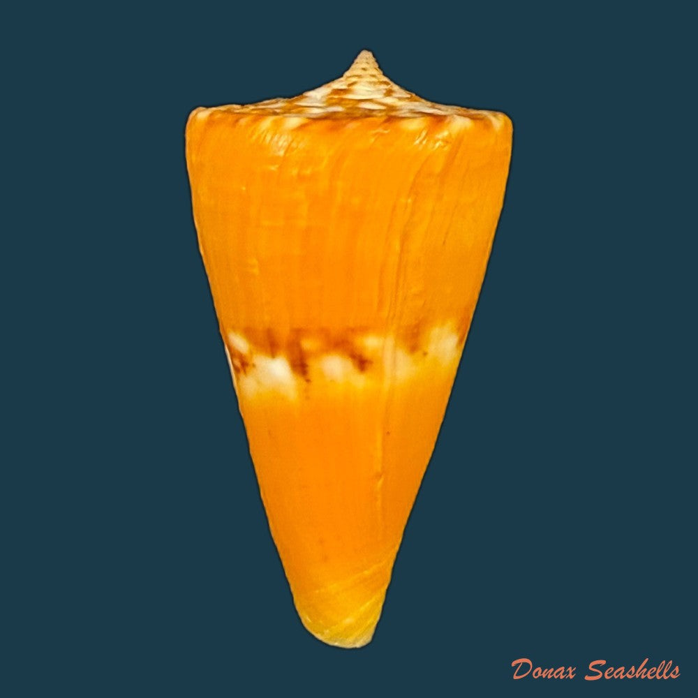 conus-riosi-petuch-1986-44-7mm-copia-1