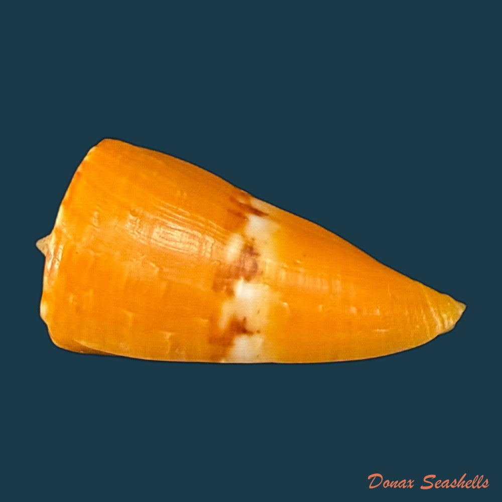 conus-riosi-petuch-1986-44-7mm-copia-1