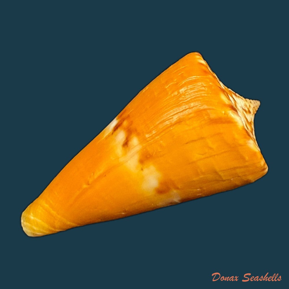 conus-riosi-petuch-1986-44-7mm-copia-1