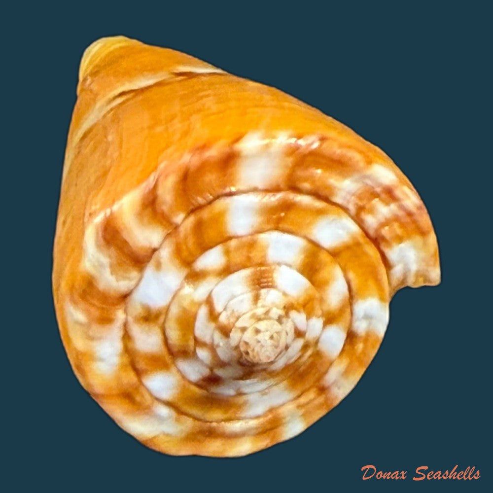 conus-riosi-petuch-1986-44-7mm-copia-1