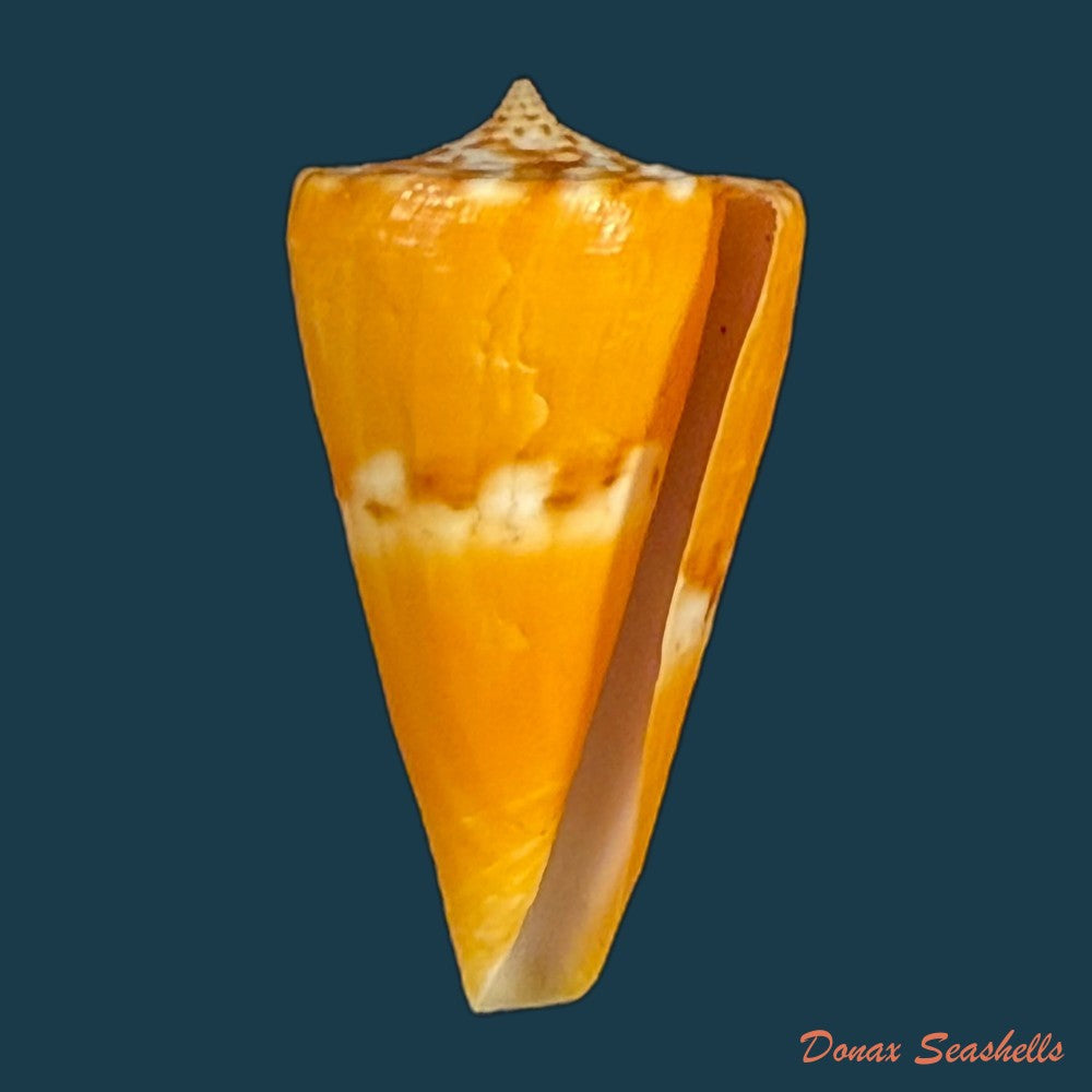 conus-riosi-petuch-1986-44-7mm-copia-1