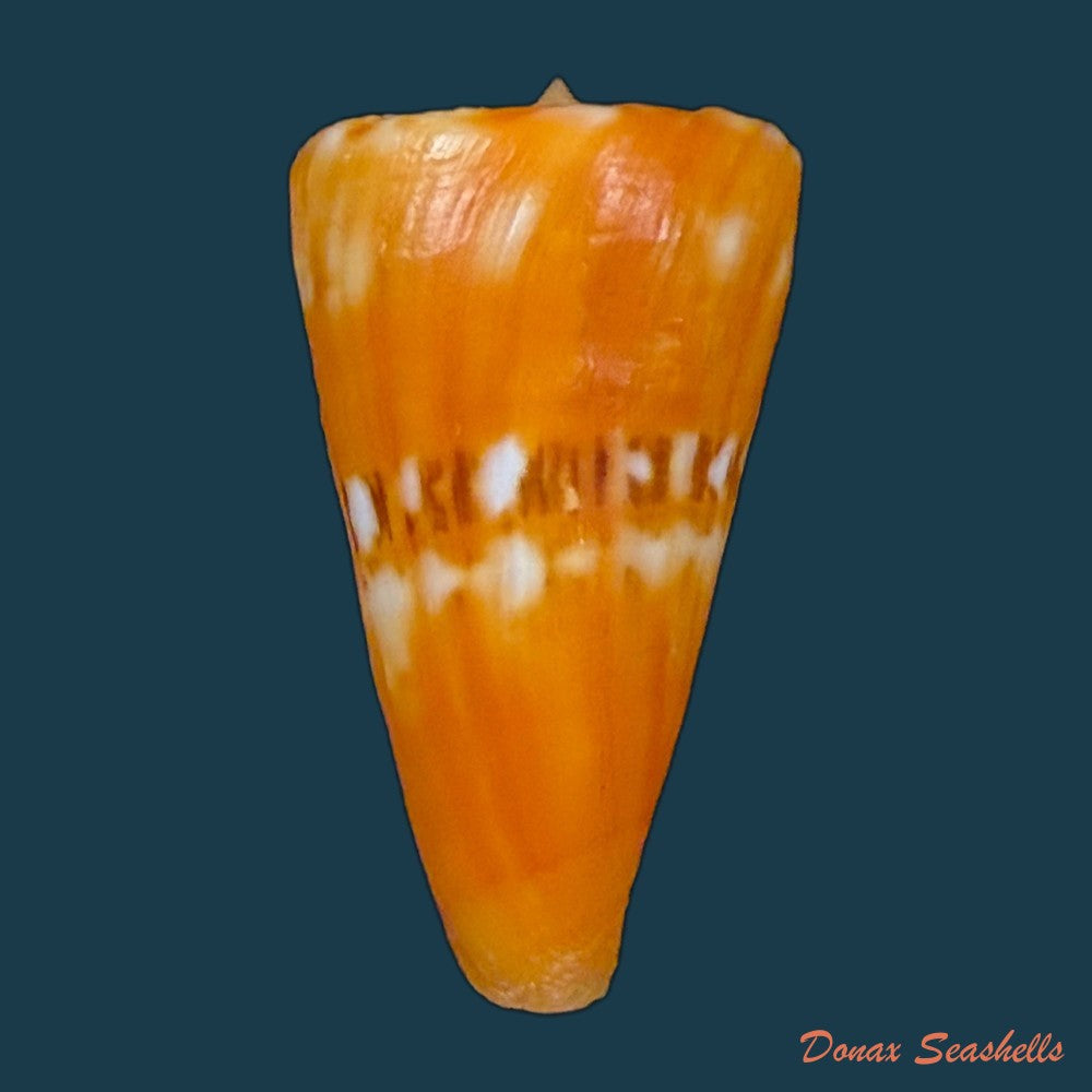 conus-riosi-petuch-1986-44-7mm-copia