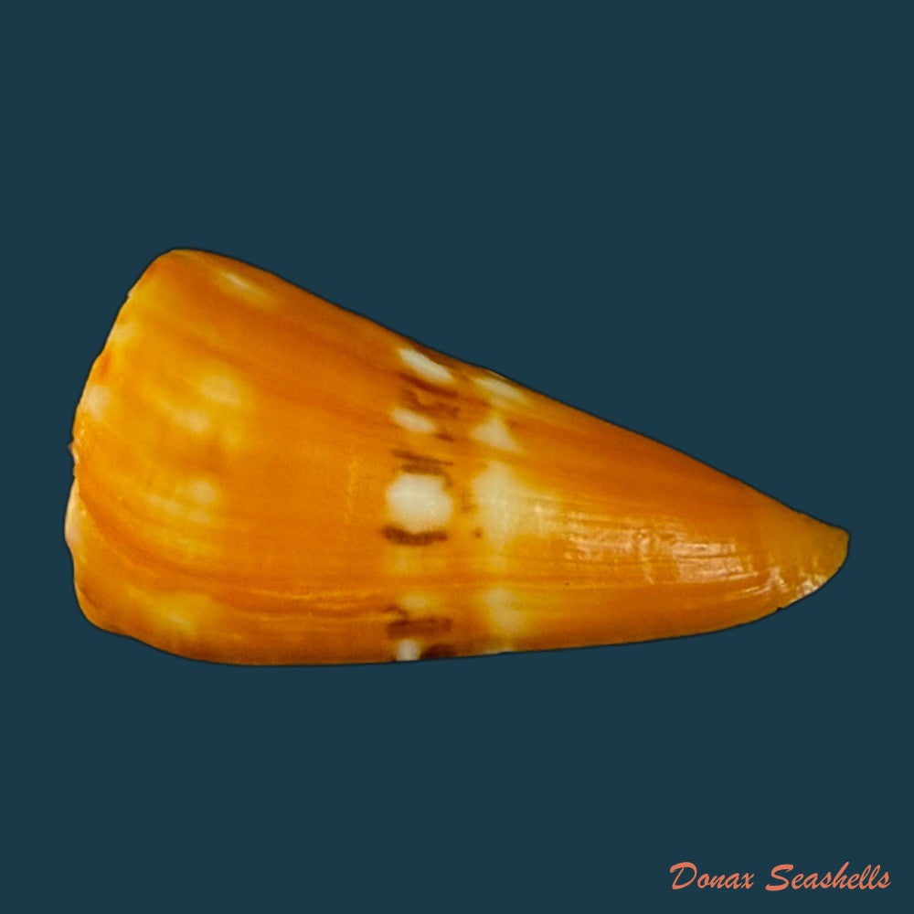 conus-riosi-petuch-1986-44-7mm-copia