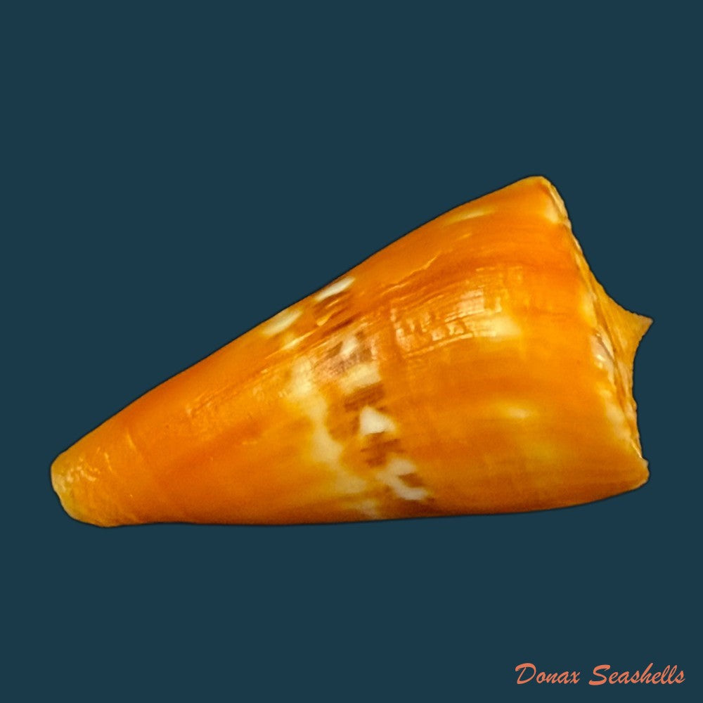 conus-riosi-petuch-1986-44-7mm-copia