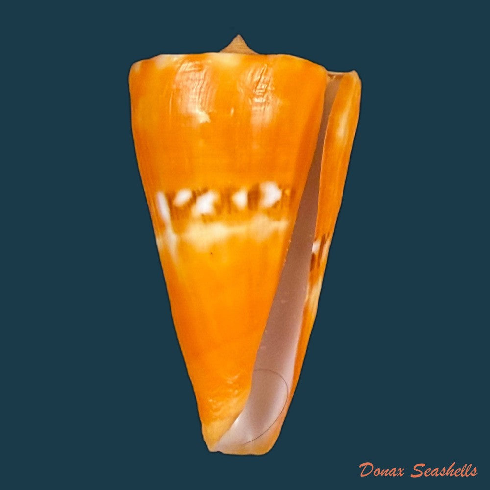 conus-riosi-petuch-1986-44-7mm-copia
