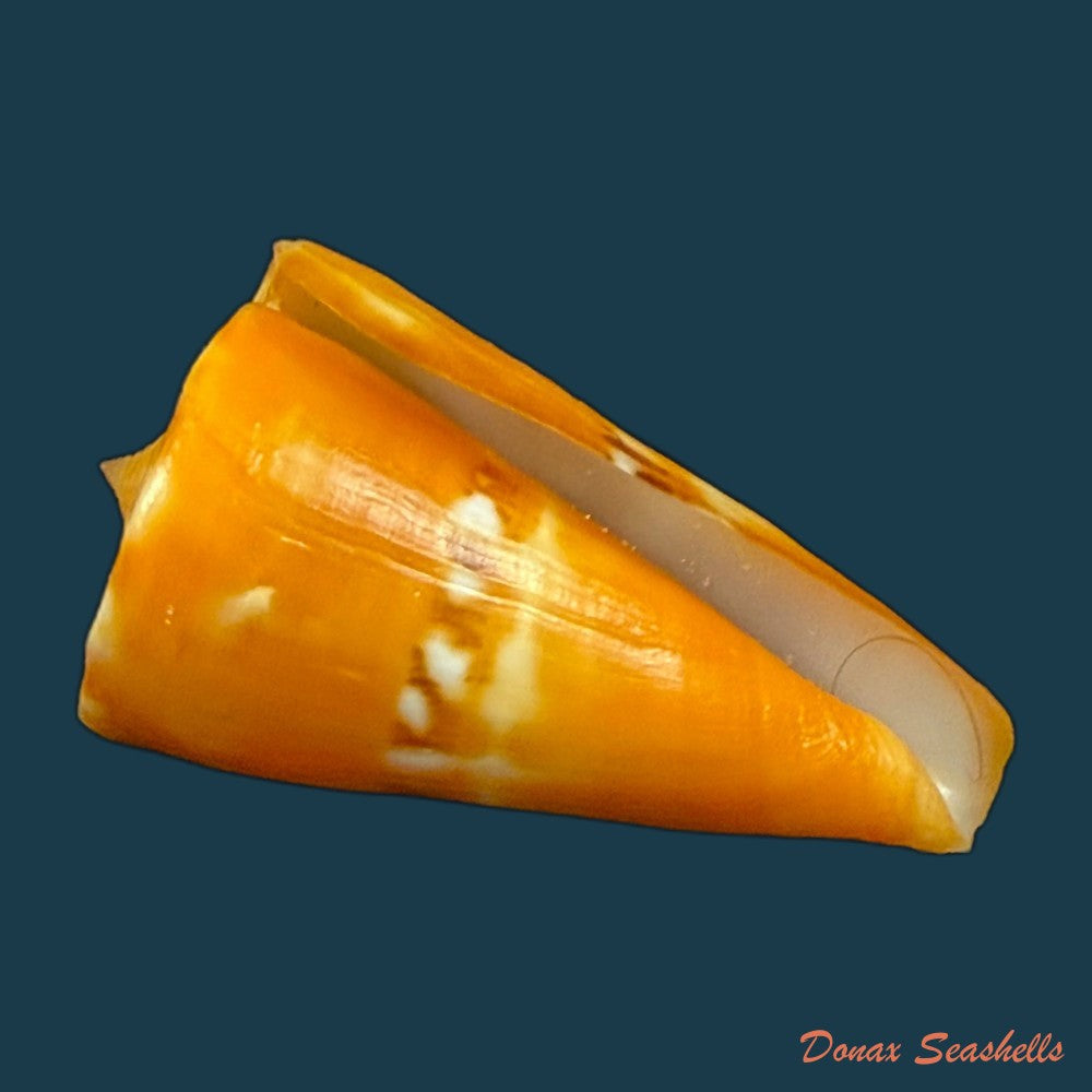 conus-riosi-petuch-1986-44-7mm-copia