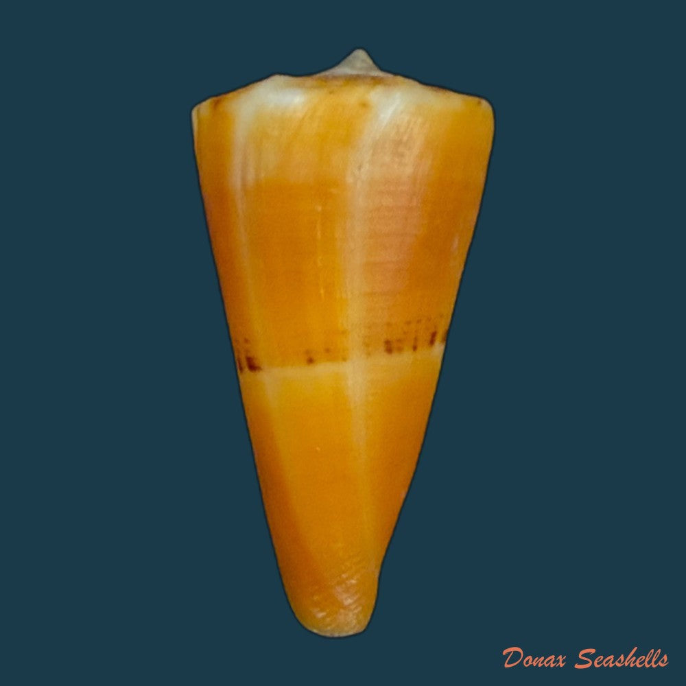 conus-riosi-petuch-1986-53mm-copia